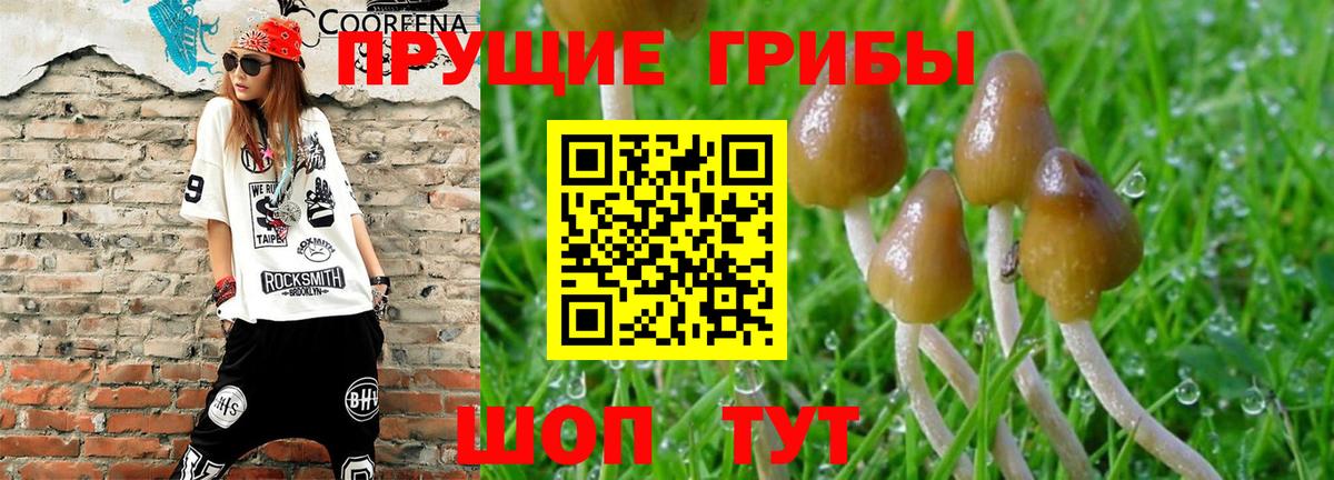 купить наркоту  Псилоцибиновые грибы Psilocybine cubensis  Вход с VPN  Истра 